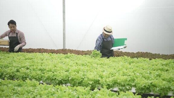 企业家在水培农场工作蔬菜在温室里生长