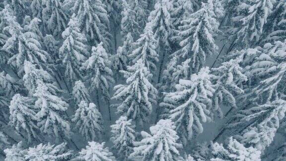 冬季森林的天线