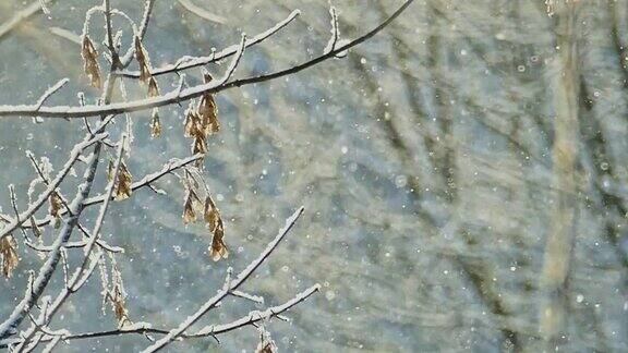 冬天白雪覆盖的枫树枝上有干燥的种子和小雪花在阳光下闪闪发光
