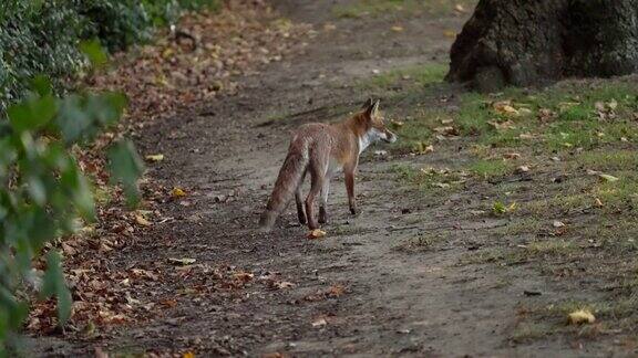 一只城市狐狸在公园里徘徊