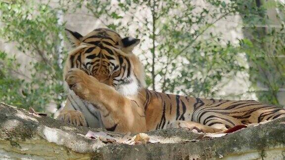 一只老虎躺在森林的岩石上看着镜头
