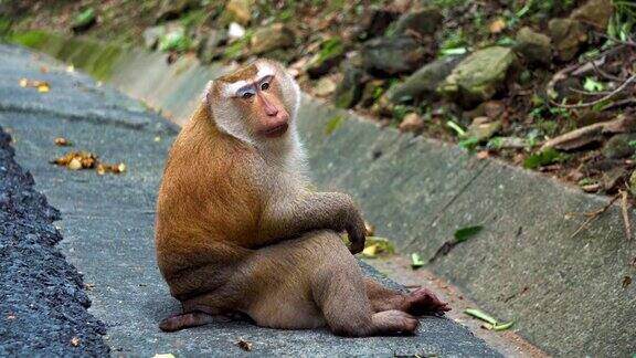 一只猴子的肖像看着相机猴子在国家公园自然栖息地热带森林