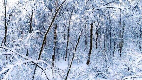 森林里白雪皑皑的树枝冬天的童话背景