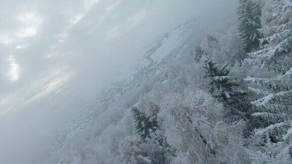 FPV无人机:郁郁葱葱的森林树梢覆盖着新鲜的雪在阴天的冬天