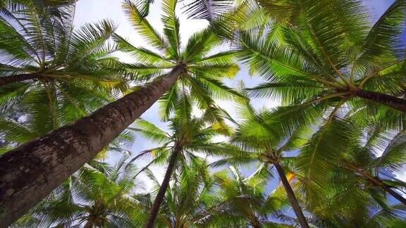 椰子树叶底观太阳绿叶全景蓝天夏天椰子棕榈滩