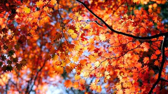 秋天的枫叶天空湛蓝