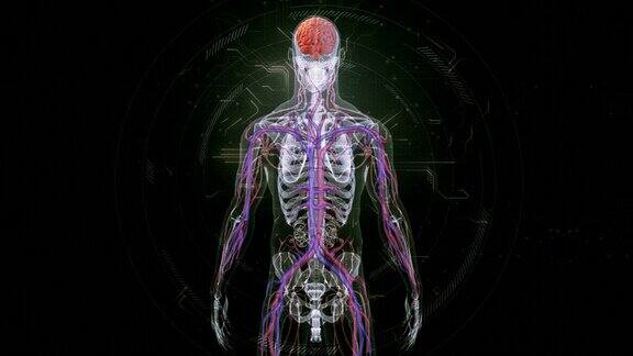 人脑解剖学