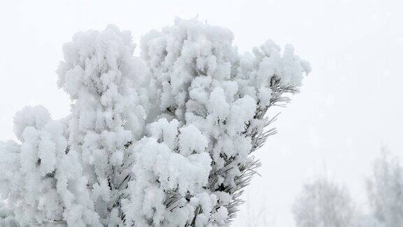 飞雪下的松枝上结满了霜
