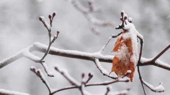 树枝在下雪的背景上雪花飘落冬天的风景