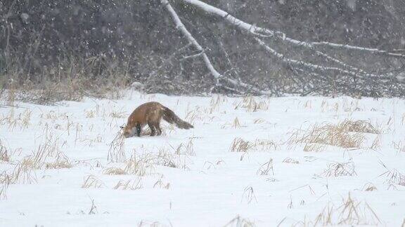 雪地里的狐狸嗅着地面寻找逃跑的猎物
