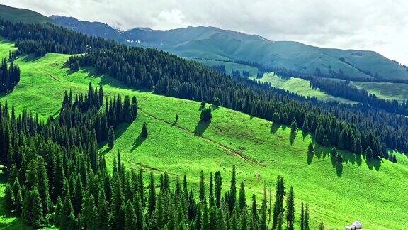 新疆绿色草原和山地鸟瞰图