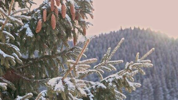 冬天山上的雪树