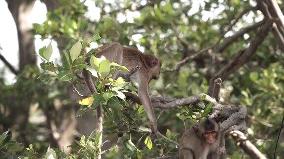 在树枝上打架的猴子