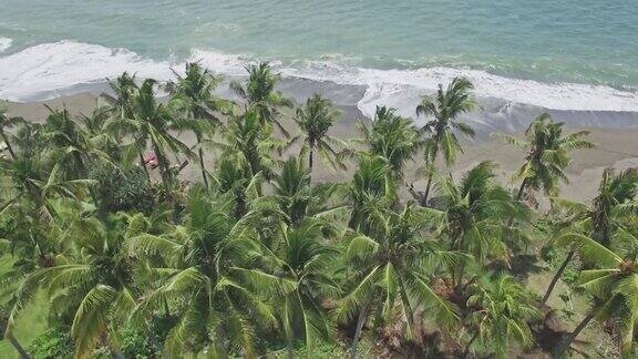 在棕榈树上巴厘岛海岸4k航拍