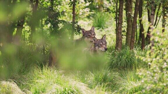 灰狼成群结队地在茂密的森林里寻找猎物