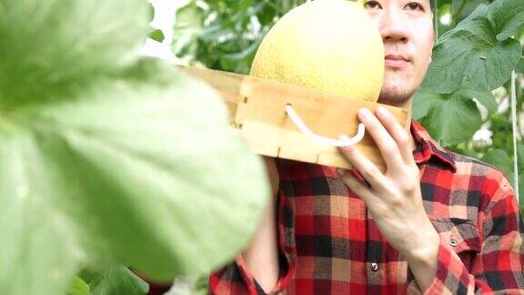 热情、严肃、坚定的年轻亚洲男性农民提着一篮子西瓜产品走在农田上