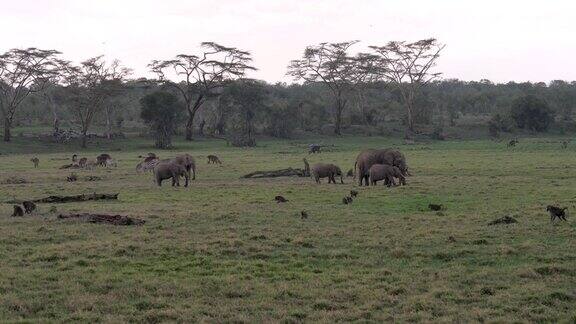 非洲大象羚羊斑马和猴子在金合欢的田野里放牧