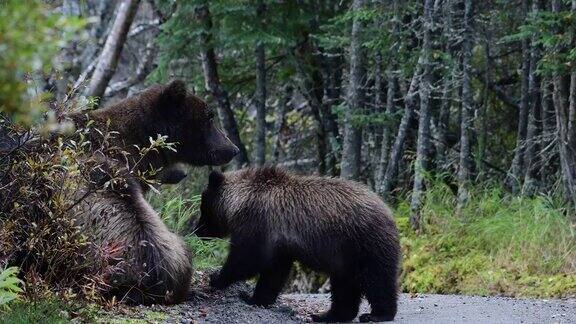 棕熊和幼崽