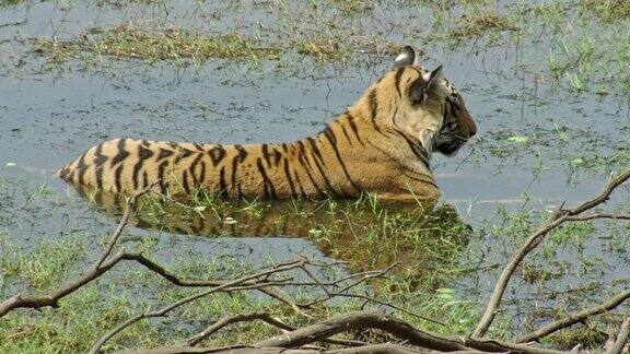 老虎在湿地