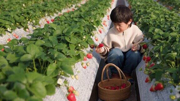 小男孩在农场采摘草莓在户外