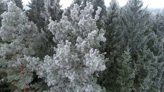 空中的近距离观察:在森林里冰冻的松树和云杉针叶上的白霜