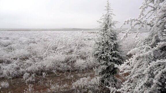 树木被白霜覆盖