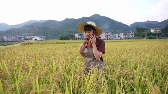 一位亚洲农妇在成熟的稻田里用手机与顾客联系