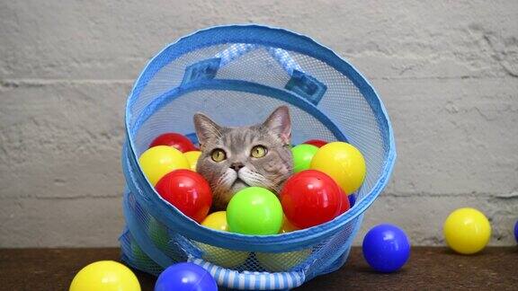英国短毛猫在洗衣篮里玩彩色球