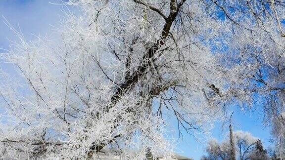 冬天的早晨在一个安静的城镇中心一棵被雪覆盖的树被白霜和冰覆盖