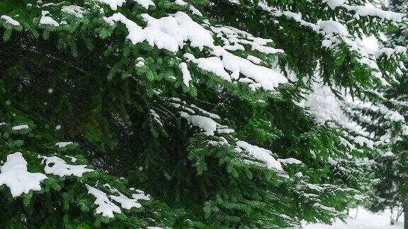 38、杉树枝雪花飘落