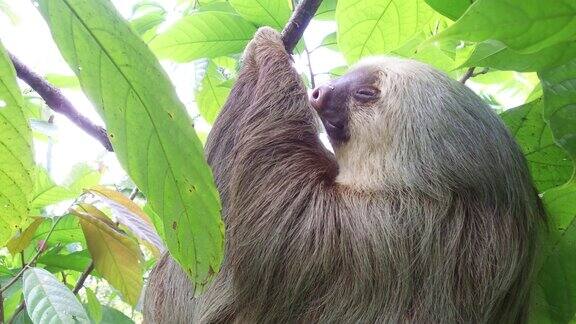 树上的树懒哥斯达黎加树懒放松地挂在树枝上玩耍吃东西特写热带野生动物