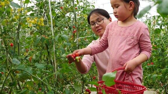 一个亚洲小女孩和她的妈妈在农场里采摘樱桃番茄