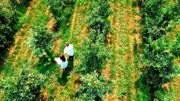 一对夫妇在绿色农场耕种4k