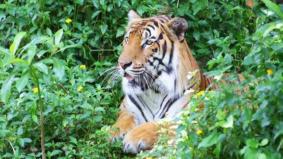 老虎在绿草里