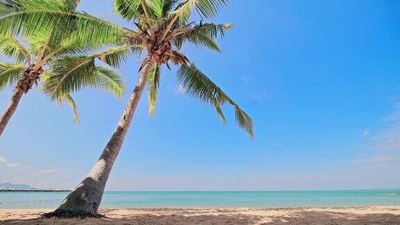 沙滩上有棵椰子树