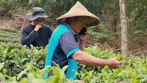 台湾亚洲农民家庭在自己的茶园里用手采摘乌龙茶叶家庭经营自己的小生意;他们是个体经营者