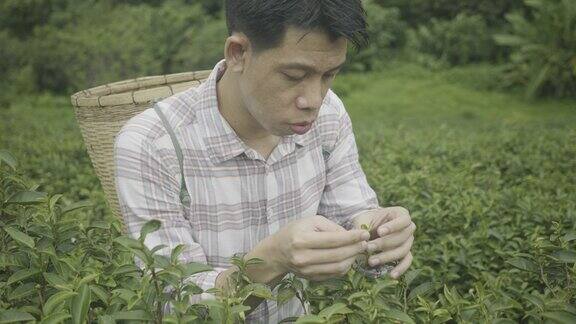 在泰国清迈采摘茶叶的人的梭罗运动