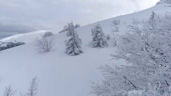 冬季森林雪景