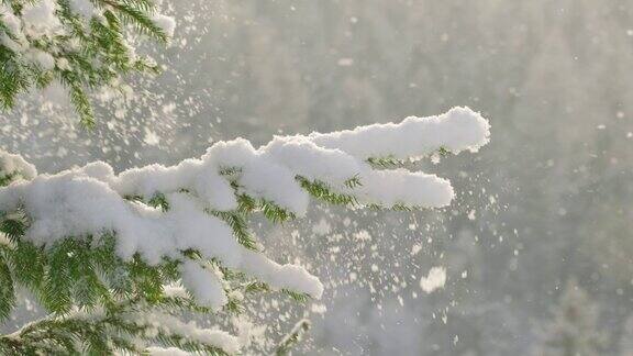 美丽的冬季风景与雪落在冷杉树枝特写
