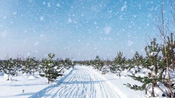 日落或日出在冬季松林与飘落的雪小路道路轨道