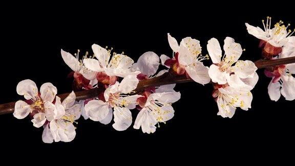 杏花在春天的树枝开花的时间推移在黑色背景与Alpha通道哑光春花在时间的流逝中开放盛开的背景