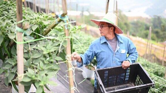 亚洲华人活跃的高级农民检查他的有机农场辣椒生长