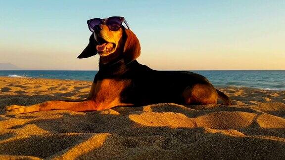 戴着太阳镜在沙滩上放松的酷狗