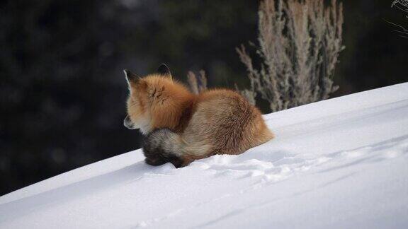 红狐狸躺下在黄石公园的拉马尔山谷周围看雪