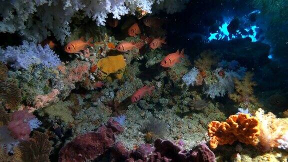 斐济彩虹礁洞穴里的大眼睛松鼠