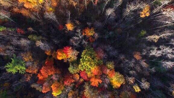 笔直向下看秋天的颜色树木风景优美的森林