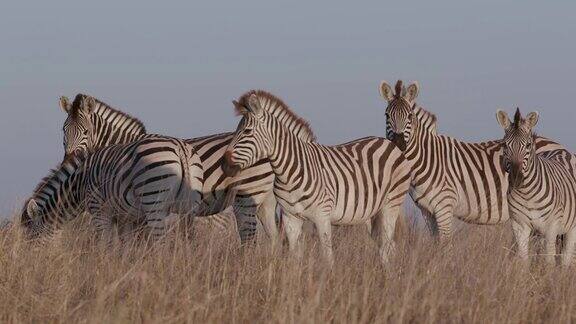 三个斑马站立和放牧在Makgadikgadi草原博茨瓦纳的特写