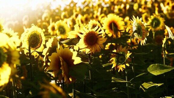 明亮的向日葵在日落光与近距离选择性焦点