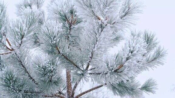 冬天的杉树森林与下雪的圣诞树树枝被雪拉近了