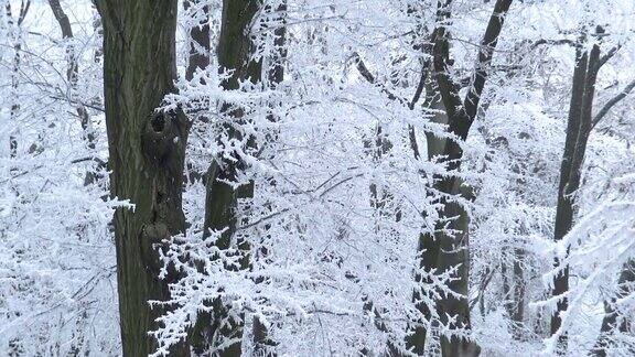 白色的冬天森林在一个寒冷的冬天从匈牙利